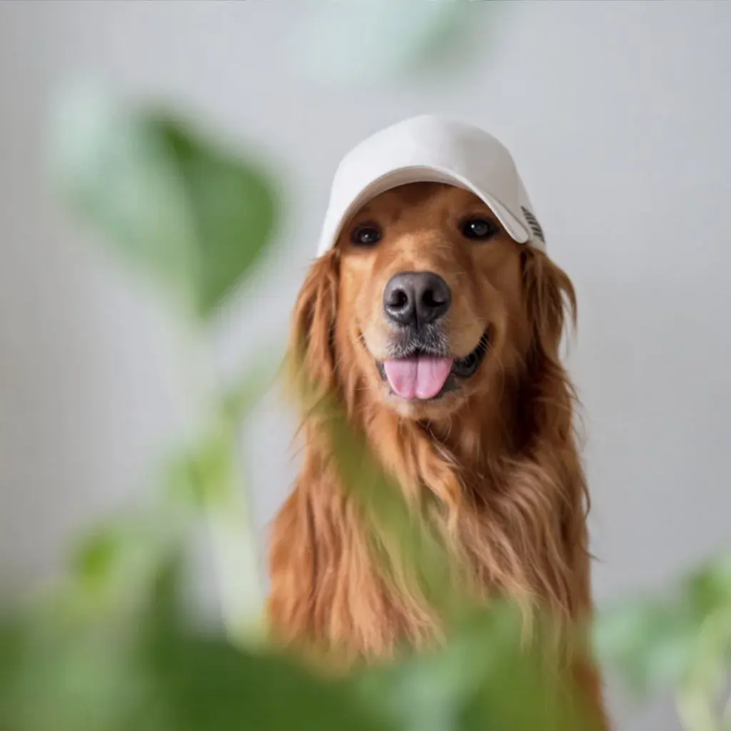 PicsArt Face Swap Guide 3 Dog in white cap behind leaves featured in The PicsArt Face Swap Guide for AI pet face swap photo editing